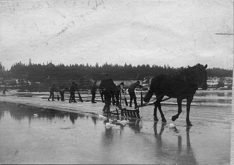 Ice harvesting at Hindås, Sweden, 1911